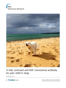 A fully caninised anti-NGF monoclonal antibody for pain relief in