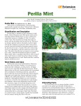 Perilla Mint - University of Tennessee Extension
