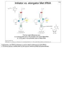 Initiator vs. elongator Met tRNA