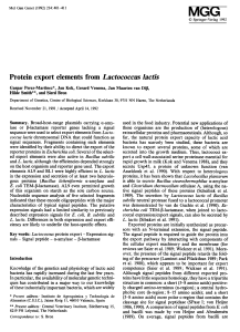 Protein export elements from Lactococcus lactis