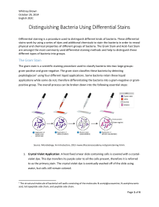 Distinguishing Bacteria Using Differential Stains