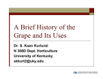 A Brief History of the Grape and Its Uses