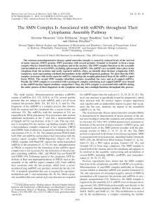 The SMN Complex Is Associated with snRNPs throughout Their