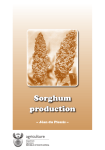 Sorghum production