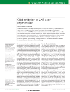 Glial inhibition of CNS axon regeneration