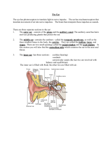 The Ear The eye has photoreceptors to translate light to nerve