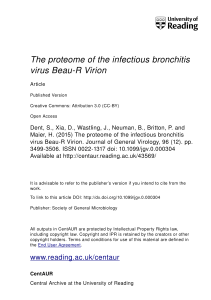 The proteome of the infectious bronchitis virus Beau