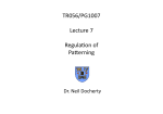 PG1007 Lecture 7 Anterior-Posterior Patterning, HOX Genes and