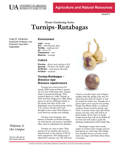 Turnips-Rutabagas