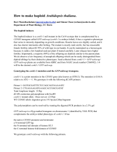 How to make haploid Arabidopsis thaliana protocol