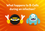 B Cell Activity During Infection_PROOF07