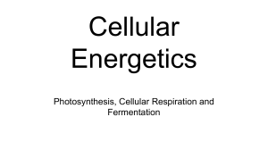 Photosynthesis, Cellular Respiration and Fermentation