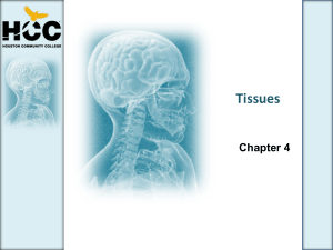 Tissues - HCC Learning Web