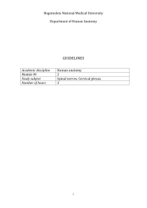 2 m – 35. Spinal nerves. Cervical plexus