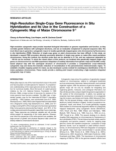High-Resolution Single-Copy Gene Fluorescence in Situ