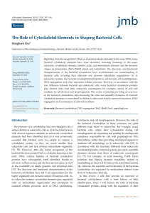 The Role of Cytoskeletal Elements in Shaping Bacterial Cells