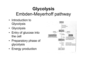 Glycolysis Embden-Meyerhoff pathway