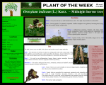Plant of the week - Oroxylum indicum