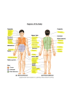 Regions of the Body
