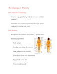 The language of Anatomy