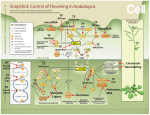 SnapShot: Control of Flowering in Arabidopsis