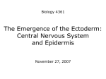 The Emergence of the Ectoderm: Central Nervous System and