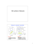 RNA synthesis in Eukaryotes