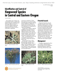 Spotted knapweed - Oregon State University