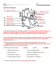 Circulatory System Review WS KEY