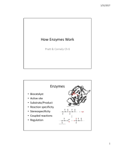 How Enzymes Work Enzymes