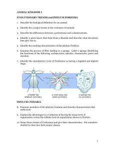 1 ANIMAL KINGDOM 1 EVOLUTIONARY TRENDS and PHYLUM