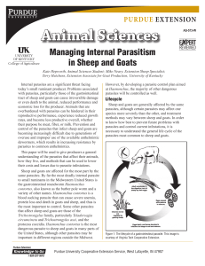 Managing Internal Parasitism in Sheep and Goats