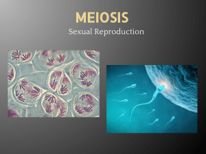 Meiosis and Variation Guided Notes