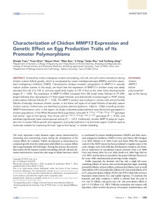 Characterization of Chicken MMP13 Expression and Genetic Effect