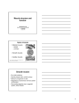 Lecture 9: Muscle: Structure and Function
