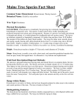 Maine Tree Species Fact Sheet