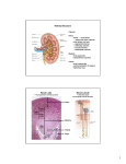 Kidney Structure Renal Lobe Renal Lobule
