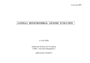 (ANIMAL) MITOCHONDRIAL GENOME EVOLUTION