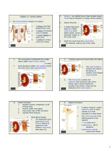Chapter 17 – Urinary System I. The Urinary System consists of 4