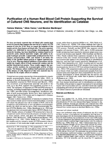 Purification of a Human Red Blood Cell Protein