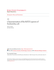 Characterization of the ftsYEX operon of Escherichia coli