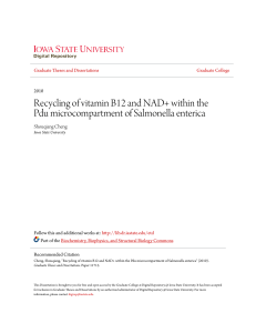 Recycling of vitamin B12 and NAD+ within the Pdu