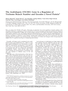 The Arabidopsis STICHEL Gene Is a Regulator of Trichome Branch