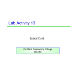 Lab Activity 13