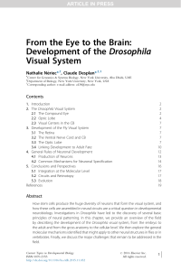 From the Eye to the Brain: Development of the Drosophila