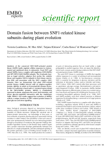 Domain fusion between SNF1-related kinase subunits during plant