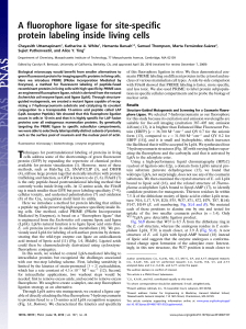 A fluorophore ligase for site-specific protein labeling inside living cells