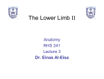 The Lower Limb II