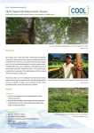 CO2OL Tropical Mix Reforestation, Panama