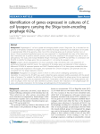 Identification of genes expressed in cultures of E. coli lysogens
